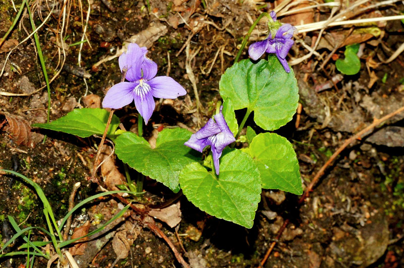 Viola reichenbachiana in Sardegna